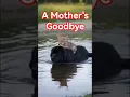 A Dog, a Wolf Cub, and a Heartbreaking Goodbye 💔 #cub #rescue #motherslove #heartbreakingstories
