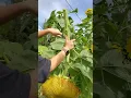 Download Lagu Harvesting Russian Mammoth Sunflower Head 🌻 😉 #shorts #harvest #farmlife #sunflower