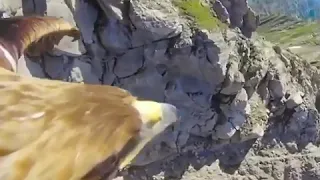 طائر النسر يحلاق في السماء عاليا 