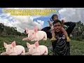 Download Lagu PUMASYAL ANG AKING ANAK SA AKING HALAMANAN TUWANG TUWA SA PAG UULE NAMIN