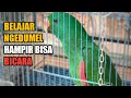 Melatih Burung nuri Bayan agar bisa ngomong #Nuribayanjantan #burungnuribicara #parrot #BSH