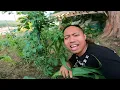 Download Lagu HABIS HUJAN LEBAT GAES,,BEGINI KONDISI TANAMAN TOMAT DAN CABEKU,,
