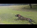 Alano espanol Cortes runs like a horse