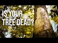 How to Spot a Dead or Dying Tree