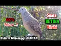 Download Lagu Suara BETINA Birahi‼️Perkutut Betina Memanggil Jantan || The female turtle dove calls the male