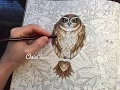 OWLS DRAWING COLORING WITH COLORED PENCILS SECRET GARDEN