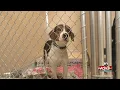 Dogs at Sioux Falls Area Humane Society need homes