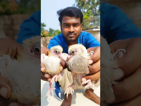 পাঞ্জাবি কবুতরের বাচ্চা দুটিকে নিজের হাতে খাবার খাইয়ে বড় করলাম 💔🕊😍 #shorts #viralvideo #pigeon