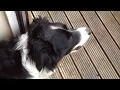 Montydog & Thunder