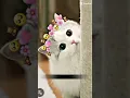 Download Lagu Kupu-kupu terbang melayang versi kucing imut