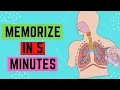 Respiratory System - Memorize In 5 Minutes