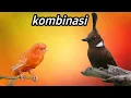 Download Lagu MASTERAN BURUNG LOMBA | KOMBINASI KENARI NGEROLL PANJANG SAMBUNG CILILIN