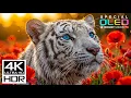 Most Epic 4K Video ULTRA HD 120 fps | 4K HDR Dolby Vision with Relaxing Sleep Music