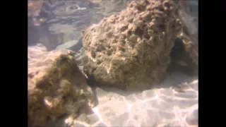 Snorkeling West End Bahamas