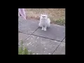 Download Lagu Ma there’s a weird cat outside