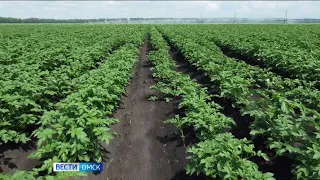 Экспорт продукции аграрно-промышленного комплекса Омской области составил 160 млн долларов