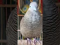 Download Lagu Burung tekukur lokal punya suara topcer yang jernih untuk umpan yang langsung bereaksi #shorts