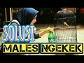 Download Lagu Cara Perawatan Burung Love Bird Macet Ngekek