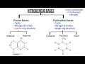 Nitrogenous bases Purine vs Pyrimidine Concept with Tricks