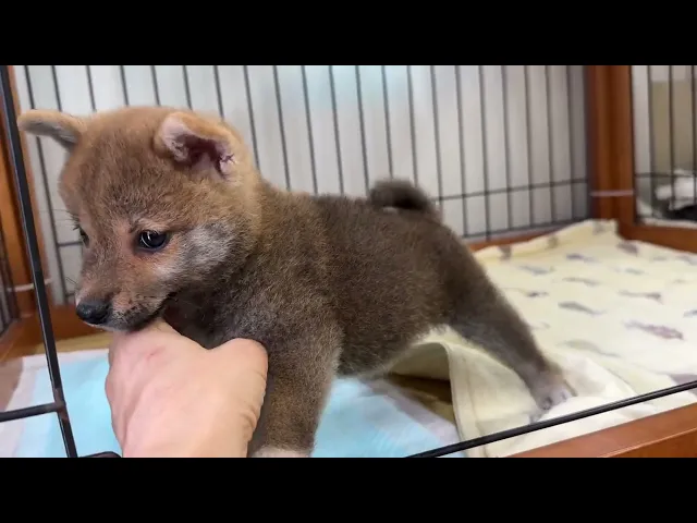 動画