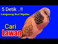 Download Lagu TEKUKUR GACOR suara merdu - 5 detik Nyaut ❗PANCINGAN TEKUKUR Ngalas Cari Lawan