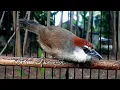 Download Lagu 100% Ampuh Untuk Pancingan Burung Kaso Kaso