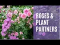 Download Lagu Roses and plant partners