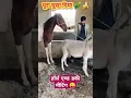 Download Lagu घोड़े और गधे की मीटिंग। donkey and horse frist time meeting #shorts #horse #donkey