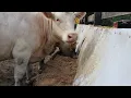 Pastures with a Purpose - Final Capstone Project FAU 2026