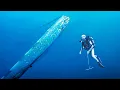 Download Lagu Haringkoning | Deze legendarische vis die tsunami's aankondigt