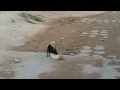 Funny dog playing and mating with cat