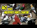 40 Jenis Merpati Hias Cantik Dan Mahal – Part 1