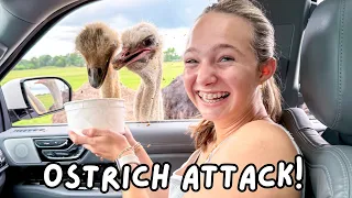 Our Car was Surrounded by Wild Animals!