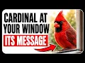 The Cardinal at Your Window What It s Really Telling You