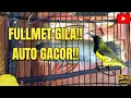 Download Lagu FULL TEMBAKAN!! SOGON NGLEPER PARAH SAMPAI KEJER!! #sogon #sogongacor #sogokotong 