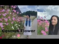 ziro in the season of Cosmos artist in ziro