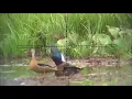 Download Lagu Duck Hunting With Pcp Air Rifle Scope cam Hunting Video  By The Pakistani Hunter