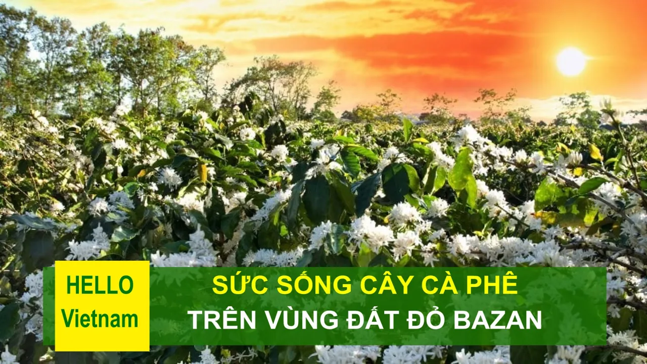 Outline Video Sức sống cây cà phê trên vùng đất đỏ bazan | Hello Vietnam