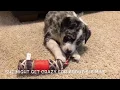 Australian Shepherd And Great Pyrenees Puppy