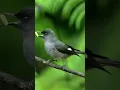 Download Lagu Suara burung murai air || full durasi klik link di bawah ini https://youtu.be/PlXaHM07WgA