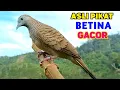 Download Lagu Suara Burung PERKUTUT BETINA Birahi Memanggil Jantan Supaya Bunyi Gacor