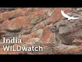 Download Lagu Jungle Creatures | India | WILDwatch