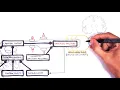 Regulation of Cardiac Output and Mean Arterial Pressure relationships