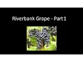 Growing riverbank grapes - Part 1