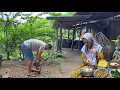 Download Lagu Petik sayur, masak ikan Lemuru santan pedas,kuluban daun singkong daun pepaya, masakan desa