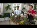 Roberta s 7-Piece Hardy Hens Chicks Live Plants on QVC