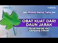 Download Lagu Obat Kuat dari Daun Jarak, Murah Meriah dan Gampang Dibuat