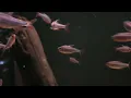 Download Lagu Hyphessobrycon wadai bij Aquarium Speciaalzaak Utaka