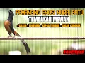 Download Lagu PANCINGAN MURAI BATU NEMBAK CILILIN LOVEBIRD KAPAS TEMBAK SEKETIKA BIKIN NYAUT