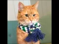 Download Lagu In Memory of A Street Cat Named Bob